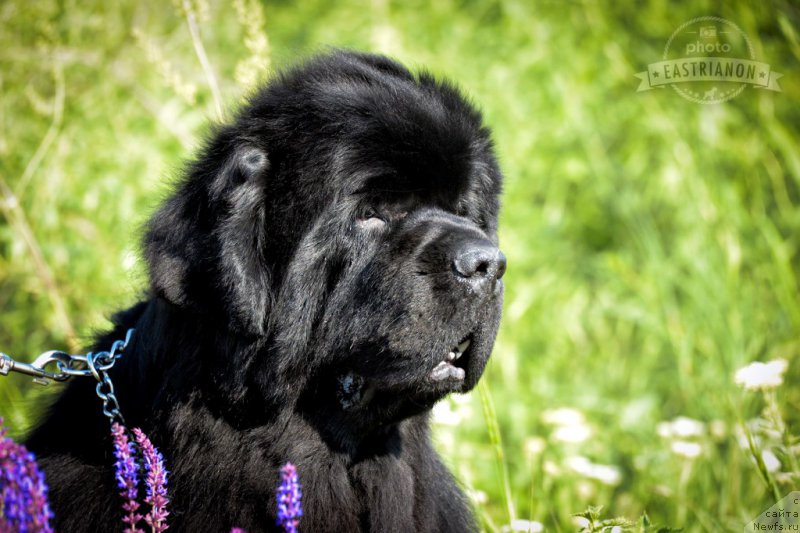 Фотография № 207715