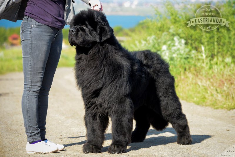 Фотография № 207718