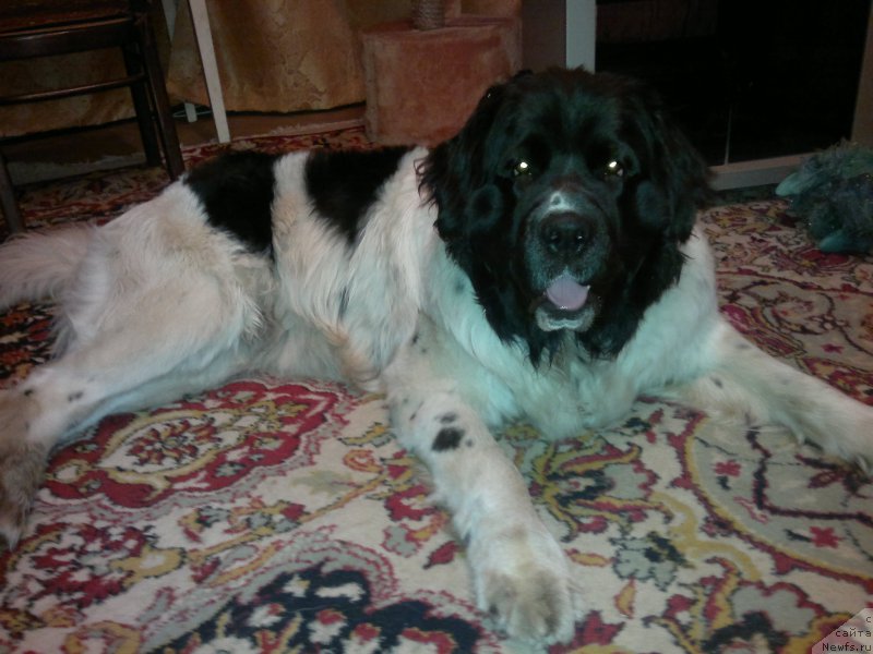 Фотография № 207720