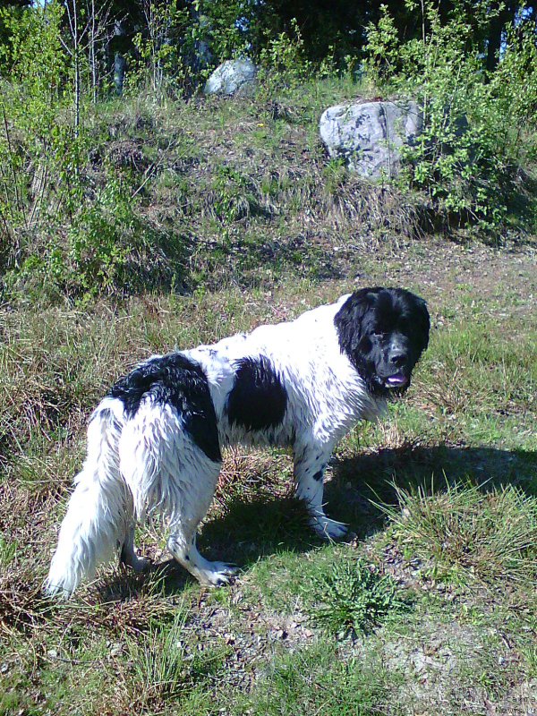 Фото: ньюфаундленд Amrita ot Karel'skih Medvedey (Амрита от Карельских Медведей)