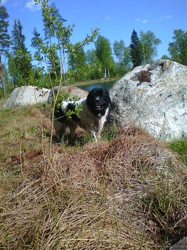 Фото: ньюфаундленд Amrita ot Karel'skih Medvedey (Амрита от Карельских Медведей)