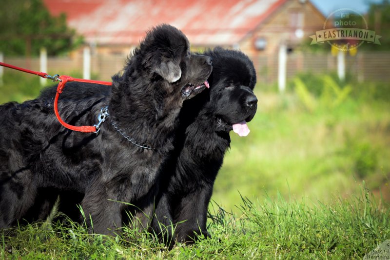 Фотография № 207723