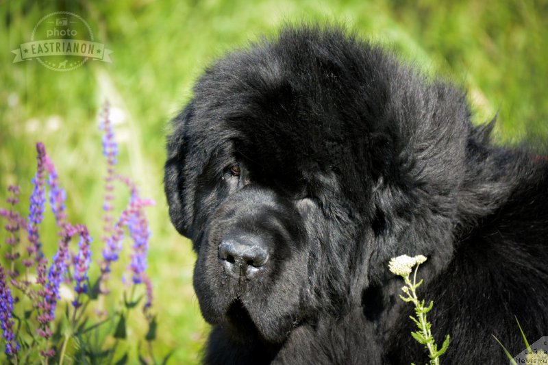 Фотография № 207728