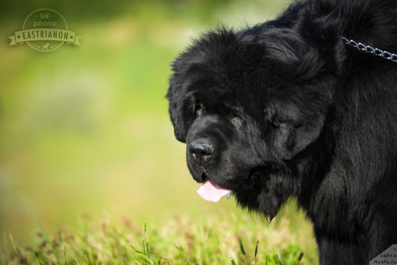 Фото: ньюфаундленд Acclamation Dinastiya Soverchenstva (Акломешон Династия Совершенства)