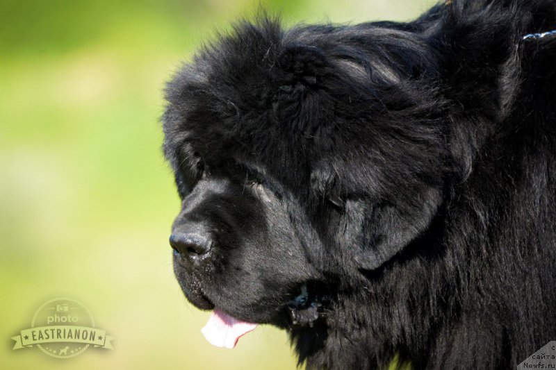 Фотография № 207731