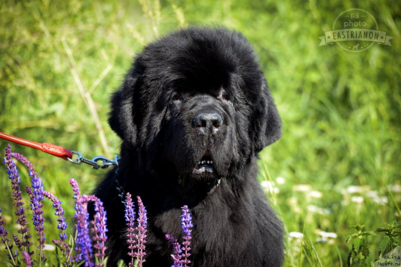 Фотография № 207732