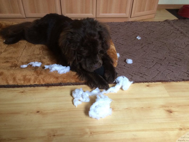 Фото: ньюфаундленд N'yufort Vasabi (Ньюфорт Васаби)