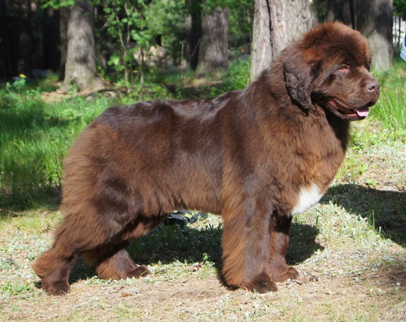 Фото: ньюфаундленд Super Bizon Otis Tobias (Супер Бизон Отис Тобиас)