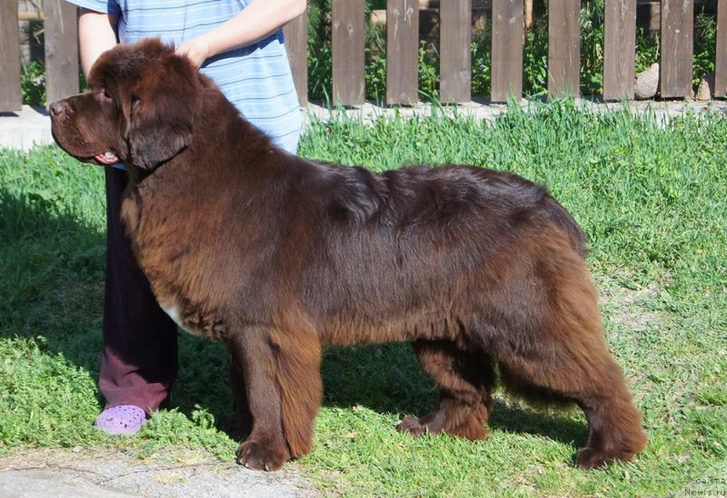 Фото: ньюфаундленд Super Bizon Otis Tobias (Супер Бизон Отис Тобиас)