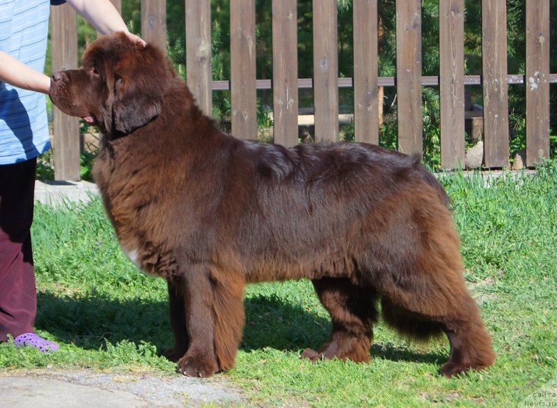 Фото: ньюфаундленд Super Bizon Otis Tobias (Супер Бизон Отис Тобиас)