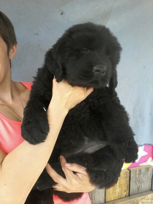 Фото: ньюфаундленд Braunblad MSK Vina Korrayn (Браунблад МСК Вина Коррайн)