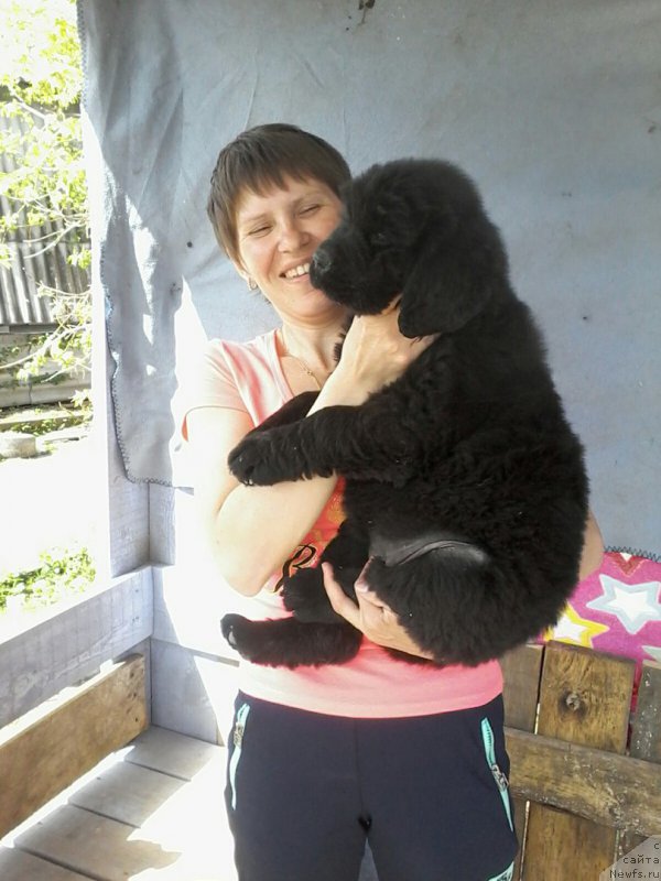 Фото: ньюфаундленд Braunblad MSK Vina Korrayn (Браунблад МСК Вина Коррайн)