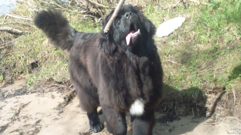 Фотография № 207767