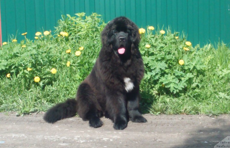 Фотография № 207768