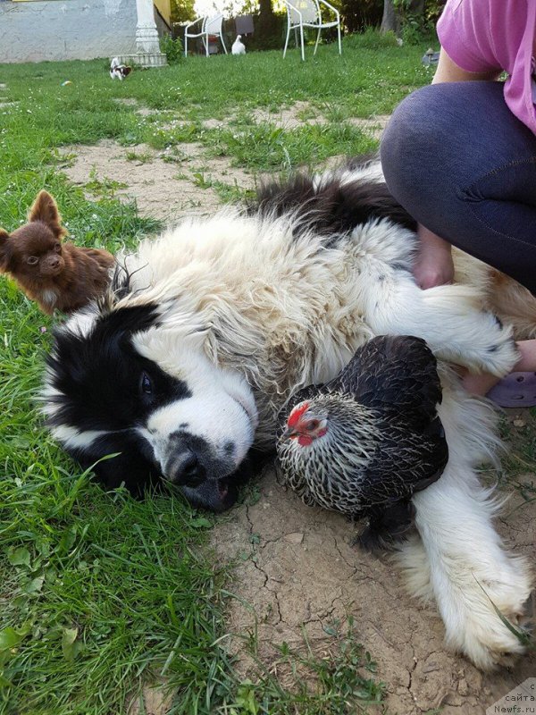 Фото: ньюфаундленд Genri Korol From Russia Bear (Генри Король фром Рашн Беар)