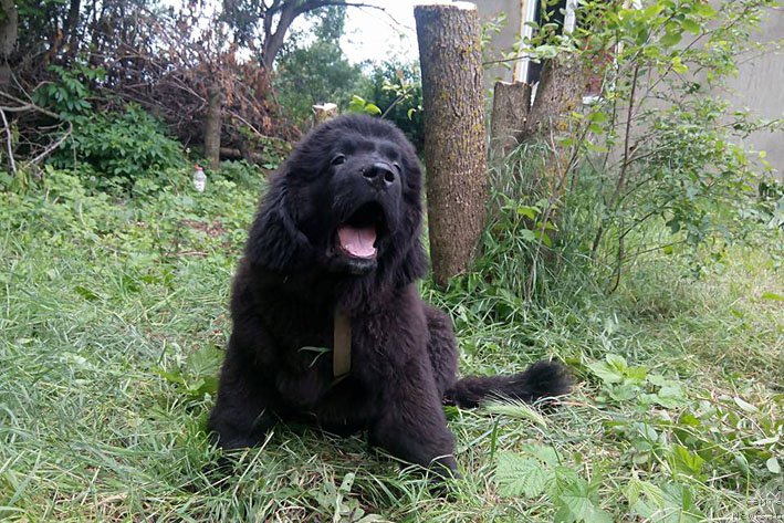 Фото: ньюфаундленд Znatnaya Dama s Berega Dona (Знатная Дама с Берега Дона)