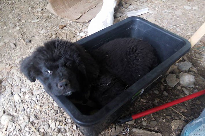 Фото: ньюфаундленд Zimnyaya Vishnya s Berega Dona (Зимняя Вишня с Берега Дона)