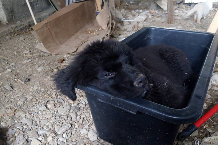 Фото: ньюфаундленд Znatnaya Dama s Berega Dona (Знатная Дама с Берега Дона)