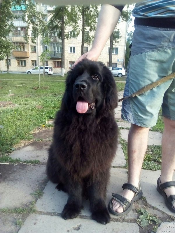 Фото: ньюфаундленд YEterniti of Heppiens (Этернити оф Хеппиенс)