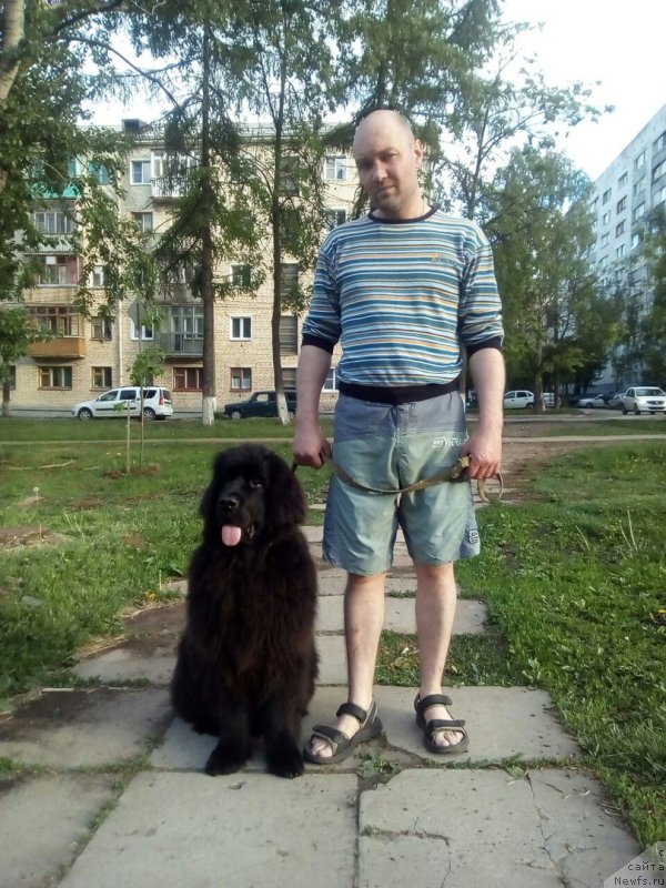 Фото: ньюфаундленд YEterniti of Heppiens (Этернити оф Хеппиенс)