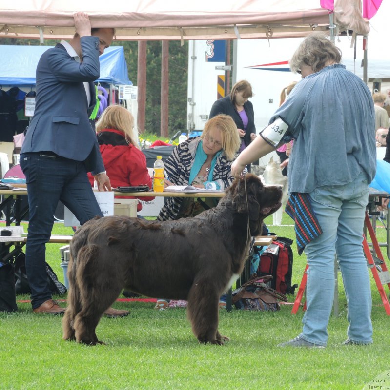 Фото: ньюфаундленд Aquatoriya Kelvin Heather Honey (Акватория Келвин Хизер Хани), Ekaterina Benken (Екатерина Бенкен)