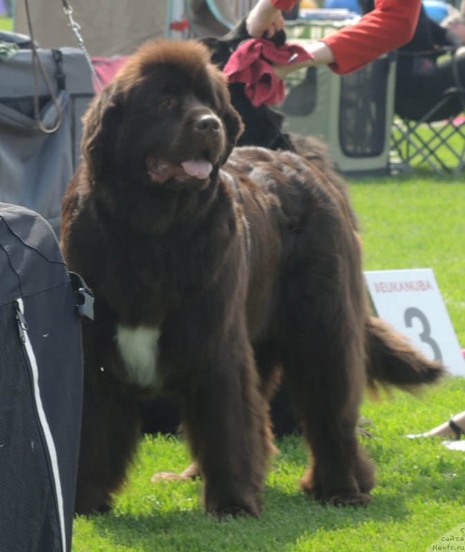 Фото: ньюфаундленд Aquatoriya Kelvin Heather Honey (Акватория Келвин Хизер Хани)