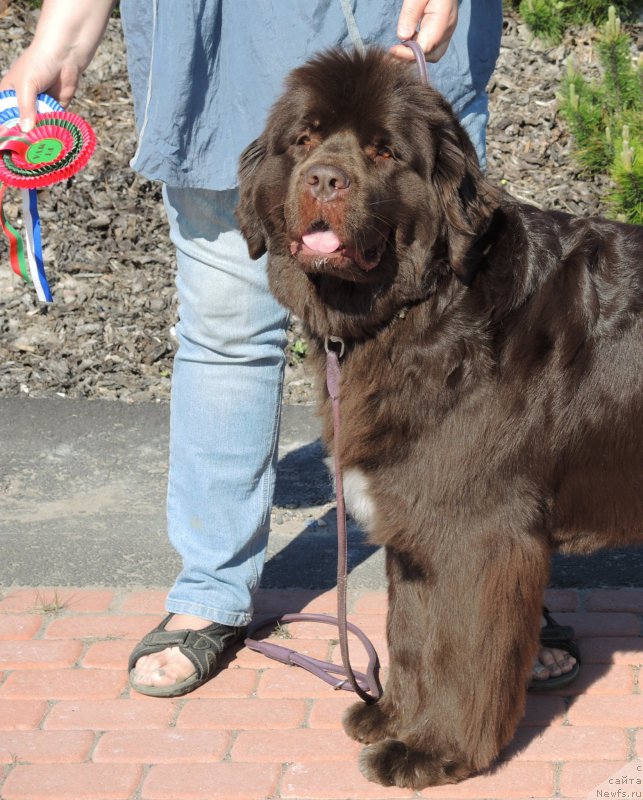 Фото: ньюфаундленд Aquatoriya Kelvin Heather Honey (Акватория Келвин Хизер Хани)