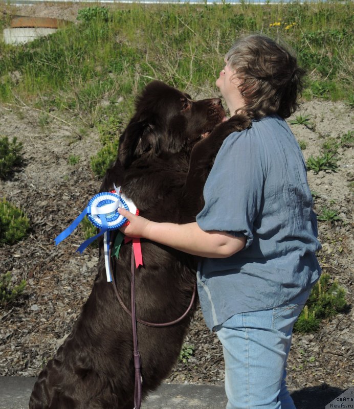 Фото: ньюфаундленд Aquatoriya Kelvin Heather Honey (Акватория Келвин Хизер Хани), Ekaterina Benken (Екатерина Бенкен)