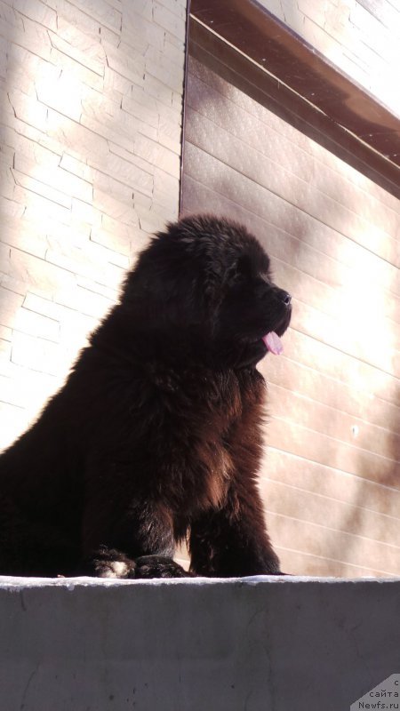 Фото: ньюфаундленд Vip Kollekshn Alaniya (Вип Коллекшн Алания)