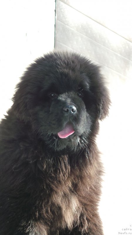 Фото: ньюфаундленд Vip Kollekshn Alaniya (Вип Коллекшн Алания)