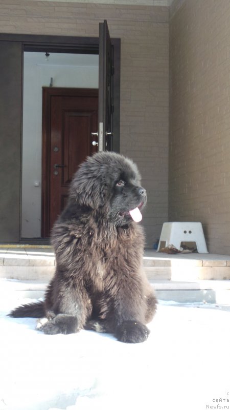 Фото: ньюфаундленд Vip Kollekshn Alaniya (Вип Коллекшн Алания)