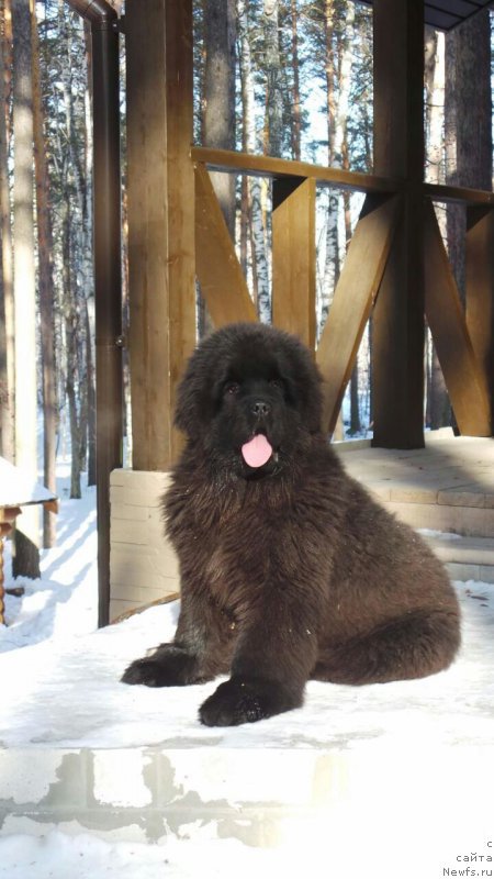 Фото: ньюфаундленд Vip Kollekshn Alaniya (Вип Коллекшн Алания)