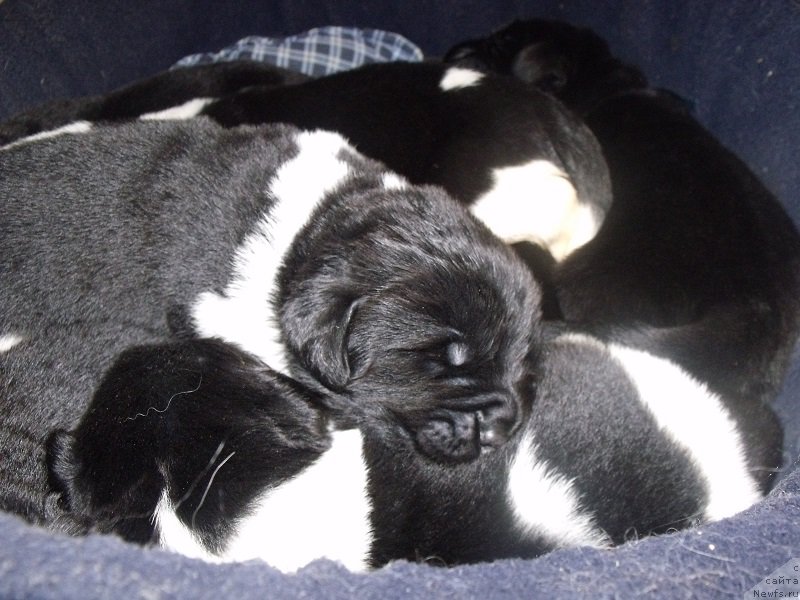 Фотография № 207802