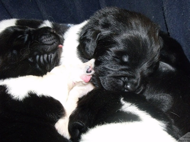 Фотография № 207803