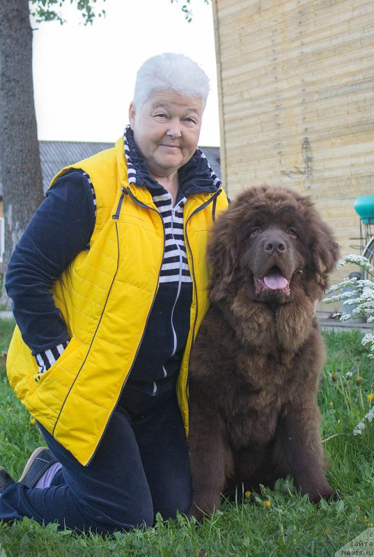 Фото: ньюфаундленд Braunblad MSK Sidni Svitin Sanlayt (Браунблад МСК Сидни Свитин Санлайт)