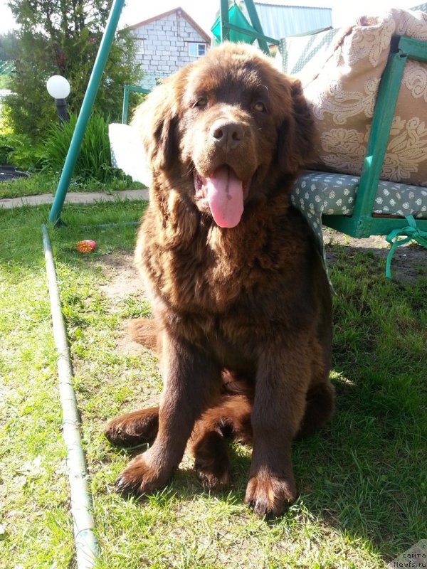 Фото: ньюфаундленд Braunblad MSK Syemmi Less (Браунблад МСК Сэмми Лесс)