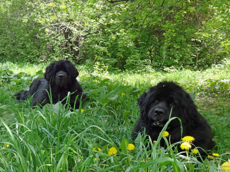 Фото: ньюфаундленд Jenev'ev Garni Ledyen (Женевьев Гарни Ледэн), ньюфаундленд Sent Djons Ulla for Kara Ayular (Сент Джонс Улла для Кара Аюлар)