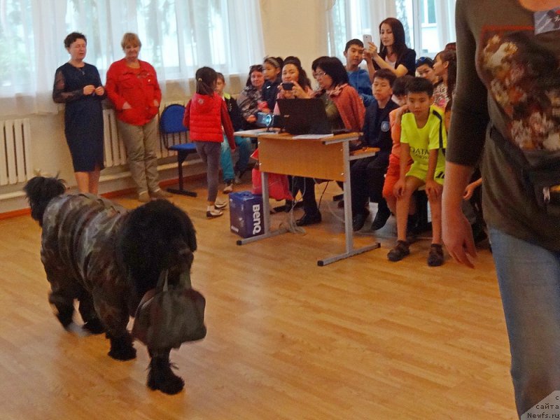 Фото: ньюфаундленд Sent Djons Ulla for Kara Ayular (Сент Джонс Улла для Кара Аюлар)