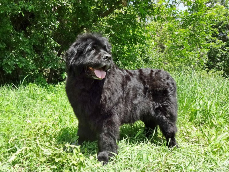 Фото: ньюфаундленд Jenev'ev Garni Ledyen (Женевьев Гарни Ледэн)