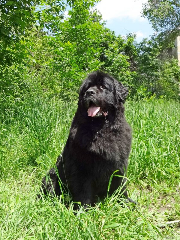Фото: ньюфаундленд Jenev'ev Garni Ledyen (Женевьев Гарни Ледэн)