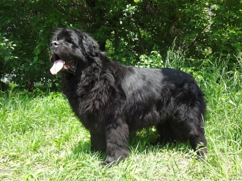 Фото: ньюфаундленд Sent Djons Ulla for Kara Ayular (Сент Джонс Улла для Кара Аюлар)