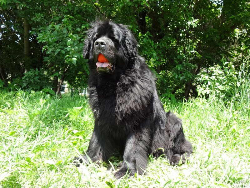 Фото: ньюфаундленд Sent Djons Ulla for Kara Ayular (Сент Джонс Улла для Кара Аюлар)