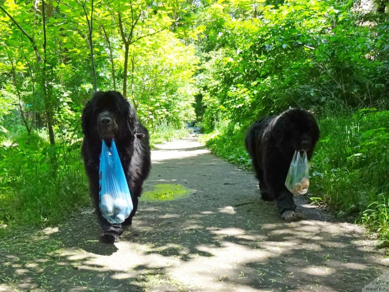 Фото: ньюфаундленд Sent Djons Ulla for Kara Ayular (Сент Джонс Улла для Кара Аюлар), ньюфаундленд Jenev'ev Garni Ledyen (Женевьев Гарни Ледэн)