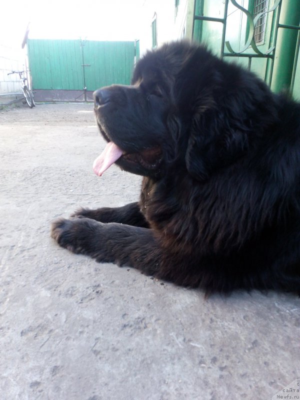 Фото: ньюфаундленд Sent Djons Zaura (Сент Джонс Заура)