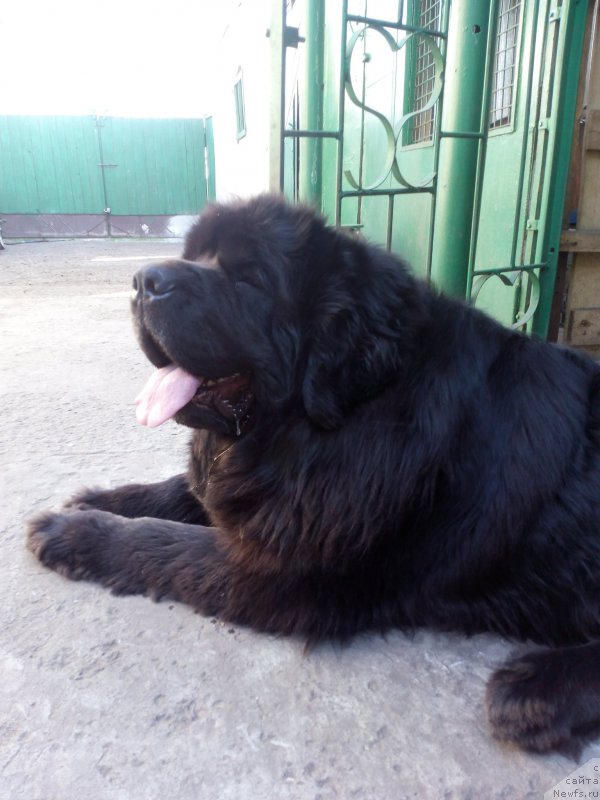 Фото: ньюфаундленд Sent Djons Zaura (Сент Джонс Заура)