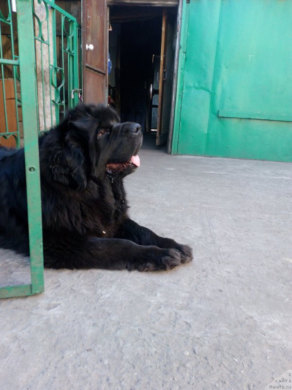 Фото: ньюфаундленд Sent Djons Zaura (Сент Джонс Заура)