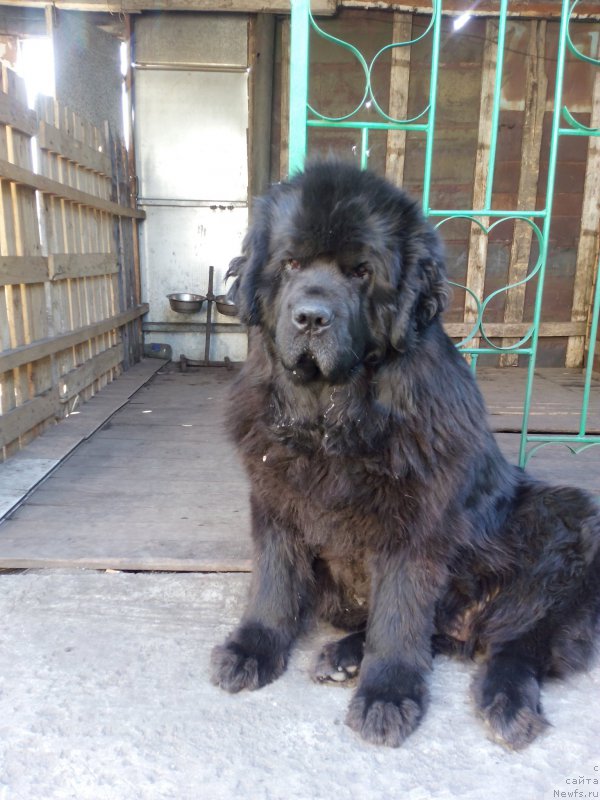 Фото: ньюфаундленд Sent Djons Zaura (Сент Джонс Заура)