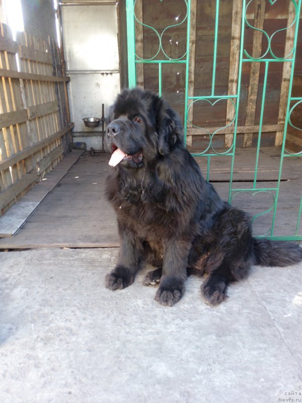 Фото: ньюфаундленд Sent Djons Zaura (Сент Джонс Заура)