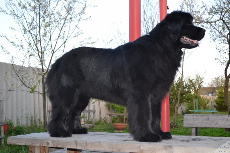 Фото: ньюфаундленд Talisman Morya Magiya Voln (Талисман Моря Магия Волн)