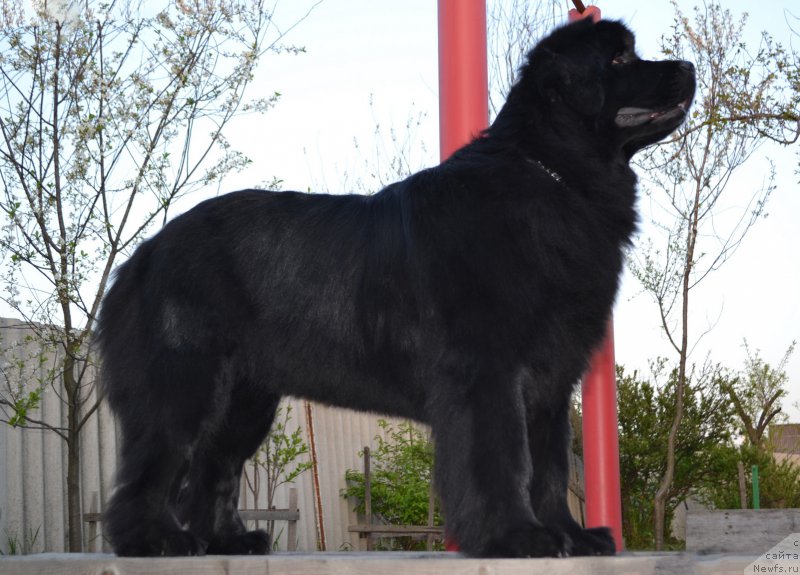 Фото: ньюфаундленд Talisman Morya Magiya Voln (Талисман Моря Магия Волн)